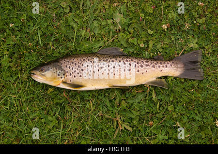 Freshly caught la truite brune (Salmo trutta) dans l'herbe de la rivière Test dans Hampshire,UK,avec la tige et ligne utilisée.La pêche à la ligne Banque D'Images