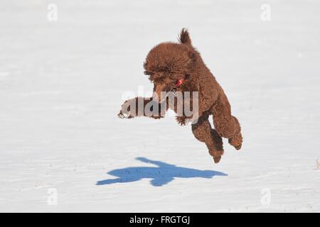 Caniche royal debout avec un jouet dans la neige en hiver. Banque D'Images