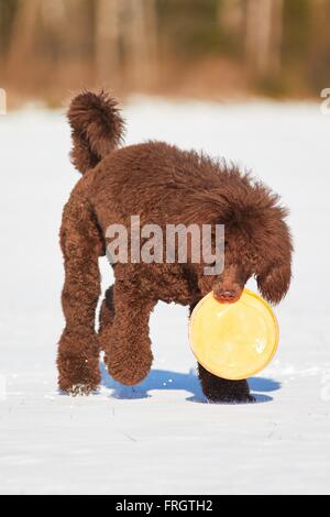 Caniche royal debout avec un jouet dans la neige en hiver. Banque D'Images