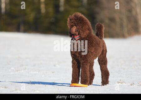 Caniche royal debout dans la neige en hiver avec un jouet. Banque D'Images