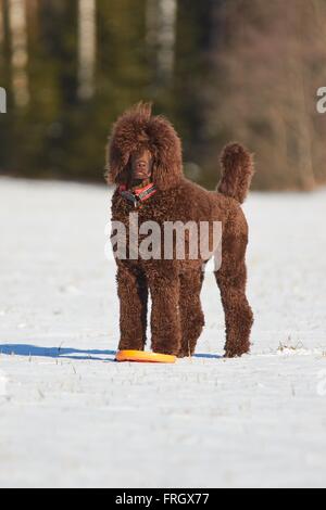 Caniche royal debout dans la neige en hiver avec un jouet. Banque D'Images