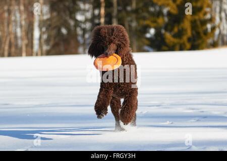 Caniche royal tournant avec un jouet dans la neige en hiver. Banque D'Images