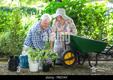 Couple en pots de plantation en brouette Banque D'Images