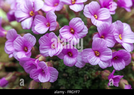 Saxifraga columnaris saxifrage alpin Banque D'Images