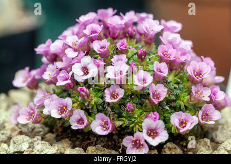 Saxifraga 'Gerald Phillip' saxifrage alpin rose moussy Banque D'Images