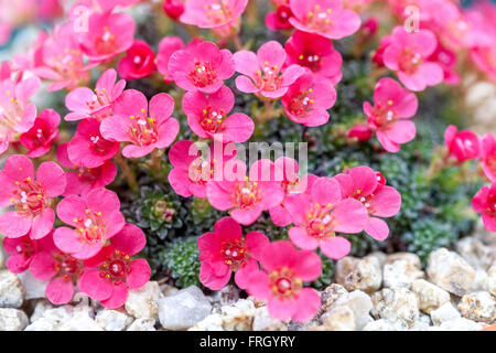 Saxifraga 'Adrian Young' saxifrage alpin de la mousse rose Banque D'Images