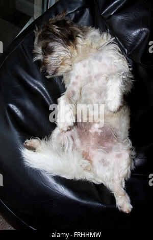 Fatigué Jack Russell chien endormi sur un bean bag Banque D'Images