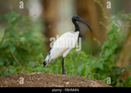 Ibis sacré africain au lac Naivasha au Kenya Banque D'Images