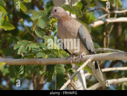 Perching rire Dove (Streptopelia senegalensis) dans la station balnéaire de Charm el-Cheikh, Egypte Banque D'Images