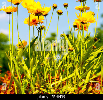 Dasy en italie fleur jaune champ nature et au printemps Banque D'Images