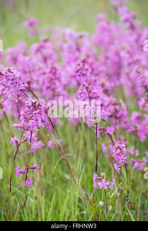 (Lychnis viscaria scouler allemand) Banque D'Images