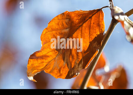 Une feuille de hêtre séché en hiver. Latin : Fagus sylvatica Banque D'Images