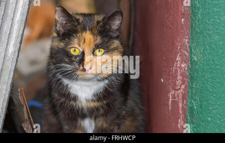 Portrait de trois couleurs chat dans son logement de la rue Banque D'Images