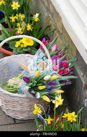 Panier de tulipes colorées à l'extérieur d'un fleuriste à Chipping Campden, Gloucestershire, Angleterre Banque D'Images