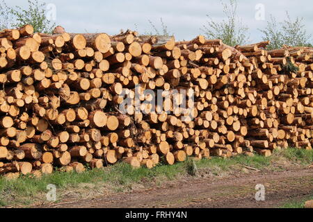 Une collection de journaux d'arbre de pin fraîchement abattus. Banque D'Images