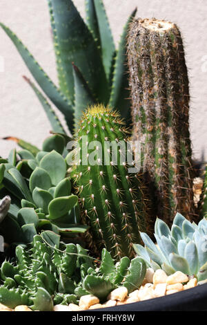 Variétés de cactus et succulentes dans un pot Banque D'Images