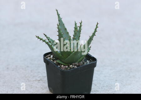 Close up of young Aloe aculeata succulentes ou également connu comme ngopanie, sekope, red hot poker aloe Banque D'Images