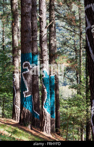 Les arbres peints dans la forêt, de l'Oma animé par Agustin Ibarrola Banque D'Images