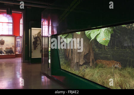 Le musée naturel de l'histoire, les animaux en peluche dans des vitrines : tiger Banque D'Images
