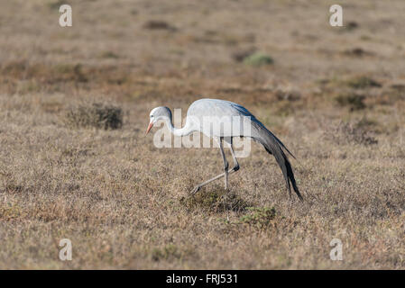 L'oiseau national d'Afrique du Sud, le Blue Crane, dans l'Addo Elephant National Park d'Afrique du Sud. C'est une espèce en voie d'speci Banque D'Images