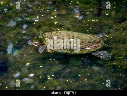 Tortue, Bois du Nord, Central Park, New York City, USA. Banque D'Images