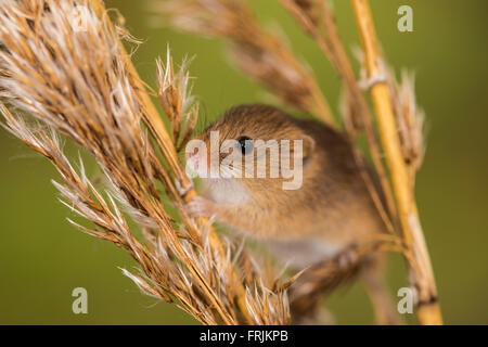 Souris d'Eurasie (Micromys minutus) tenue à la tige d'une plante Banque D'Images