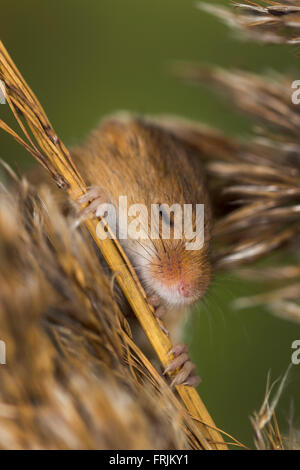 Souris d'Eurasie (Micromys minutus) avec les yeux fermé Banque D'Images