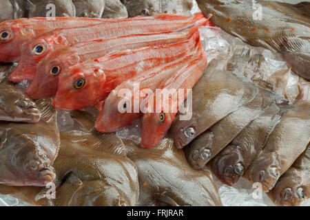 Variété de poissons crus frais sur la glace Banque D'Images