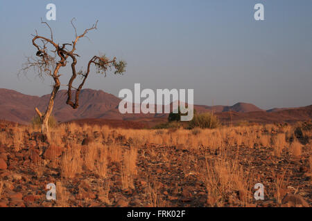 Paysage dans le Damaraland au nord de la Namibie Banque D'Images
