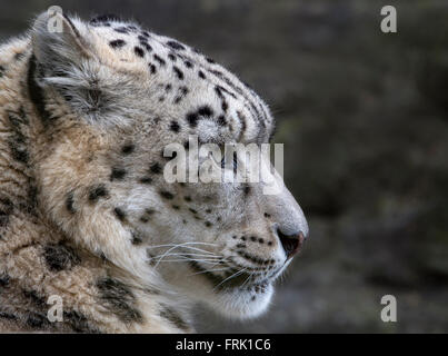 Femme snow leopard (profil)