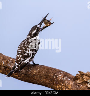 Pied kingfisher en Kruger National Park, Afrique du Sud ; Espèce Ceryle rudis famille des Alcedinidae Banque D'Images