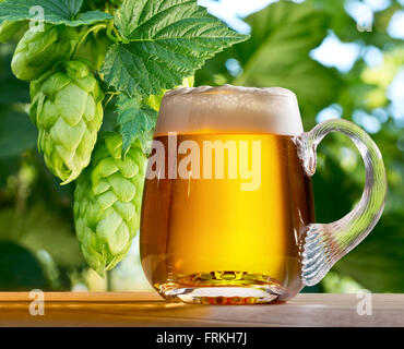 Cônes de houblon avec verre de bière dans le champ de houblon Banque D'Images