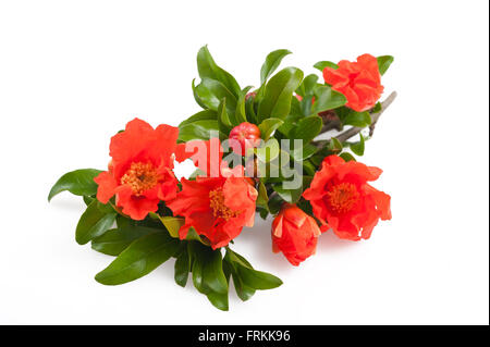 La direction générale de Grenade avec fleurs isolated on white Banque D'Images