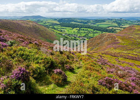 Heather en fleurs sur les Stiperstones Ridge, Shropshire, England, UK. Stiperstones village ci-dessous. Corndon Hill dans la distance. Banque D'Images