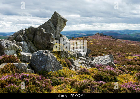 Cranberry Rock (au milieu à droite) de distance près de Manstone Rock sur la crête Stiperstones, Shropshire, England, UK. Banque D'Images