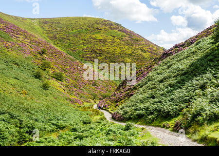 Les randonneurs dans la vallée du moulin à carder, sur le long Mynd Ridge, près de Church Stretton, Shropshire, England, UK Banque D'Images
