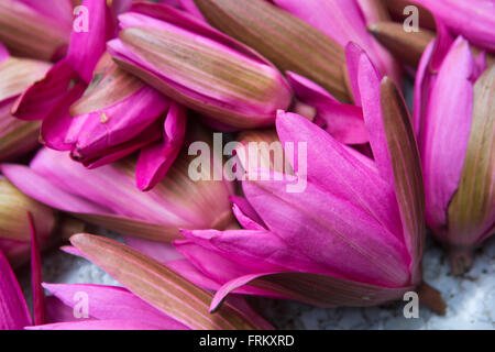 Sri Lanka, Colombo, Temple Gangaramaya, fleur de lotus pourpre coloré sur l'autel des offrandes Banque D'Images