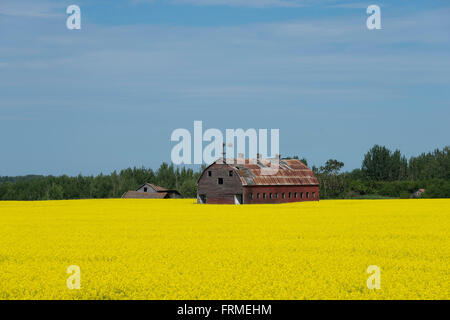 Grange rouge dans un champ de canola Banque D'Images