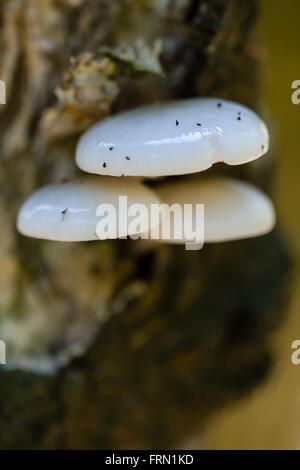 Tasses de champignons, Œuf poché, champignon hêtre visqueux Oudemansiella mucida bouchon champignon poussant sur Beech tree Banque D'Images