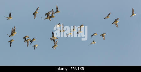 Troupeau de Bécasseau sanderling Calidris alba flying Banque D'Images