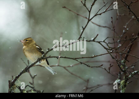 Femelle adulte Chaffinch Fringilla coelebs dans un arbre Banque D'Images