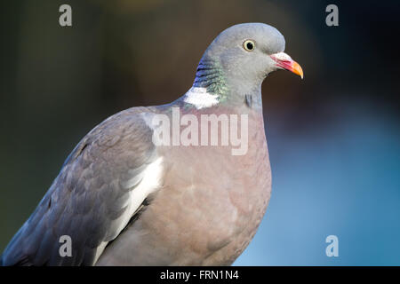 Pigeon ramier Columba palumbus Banque D'Images