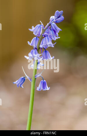 L'Espagnol bluebells Hyacinthoides hispanica poussant dans un jardin Banque D'Images