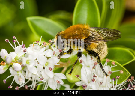 Narcisse fly Merodon equestris se nourrissant de fleurs blanches Banque D'Images