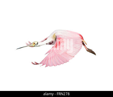 Roseate Spoonbill en vol isolé sur fond blanc Banque D'Images