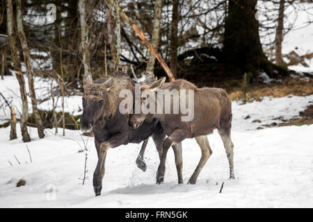 Elk / orignal (Alces alces) bull et son veau en forêt dans la neige en hiver Banque D'Images