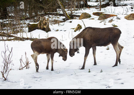 Elk / orignal (Alces alces) bull et son veau en forêt dans la neige en hiver Banque D'Images