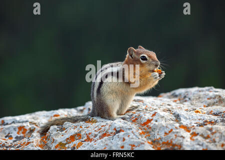 Le spermophile à mante dorée (Callospermophilus lateralis) sur l'alimentation rock sur le document, originaire de l'ouest de l'Amérique du Nord Banque D'Images