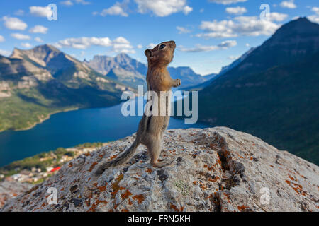 Le spermophile à mante dorée (Callospermophilus lateralis) sur la roche dans les Rocheuses canadiennes, Alberta, Canada Banque D'Images