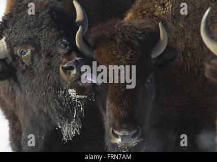 Au cours de l'hiver de bison à Rocky Mountain Arsenal National Wildlife Refuge, 22 mars 2016 à Denver, Colorado. Banque D'Images